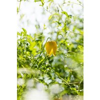 Kategorie <b>Produkt nicht gewünscht </b> - Clematis tangutica 'Golden Tiara'