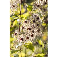 Kategorie <b>Produkt nicht gewünscht </b> - Clematis tangutica
