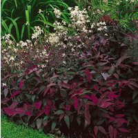 Kategorie <b>Produkt nicht gewünscht </b> - Clematis recta 'Purpurea'