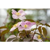 Kategorie <b>Kletterpflanzen </b> - Clematis montana 'Tetrarose'