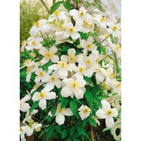 Kategorie <b>Kletterpflanzen </b> - Clematis montana 'Superba'