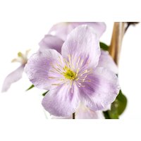 Kategorie <b>Produkt nicht gewünscht </b> - Clematis montana 'Rubens'