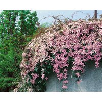 Kategorie <b>Kletterpflanzen </b> - Clematis montana 'Pink Perfection'