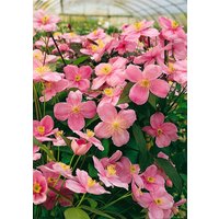 Kategorie <b>Kletterpflanzen </b> - Clematis montana 'Mayleen'