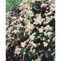 Kategorie <b>Kletterpflanzen </b> - Clematis montana 'Marjorie'