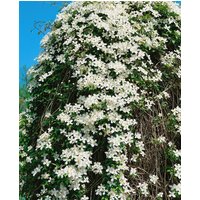 Kategorie <b>Kletterpflanzen </b> - Clematis montana 'Grandiflora'