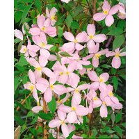 Kategorie <b>Kletterpflanzen </b> - Clematis montana 'Fragant Spring'