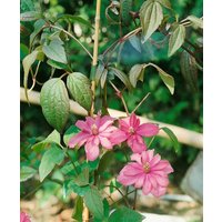Kategorie <b>Kletterpflanzen </b> - Clematis montana 'Broughton Star'