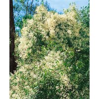 Kategorie <b>Produkt nicht gewünscht </b> - Clematis mandschurica