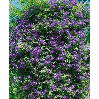 Kategorie <b>Kletterpflanzen </b> - Clematis macropetala 'Georg'