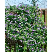 Kletterpflanzen - Clematis macropetala