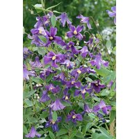 Kategorie <b>Produkt nicht gewünscht </b> - Clematis integrifolia 'Rooguchi'