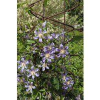Kategorie <b>Produkt nicht gewünscht </b> - Clematis integrifolia 'Durandii'