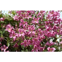 Kategorie <b>Produkt nicht gewünscht </b> - Clematis integrifolia 'Aljonushka'