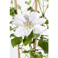 Kategorie <b>Produkt nicht gewünscht </b> - Clematis Hybride 'Yukikomachi'