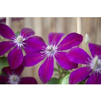Kategorie <b>Produkt nicht gewünscht </b> - Clematis Hybride 'Westerplatte'