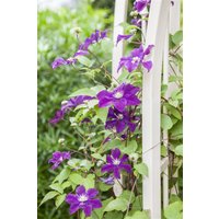 Kategorie <b>Produkt nicht gewünscht </b> - Clematis Hybride 'Warszawska Nike'