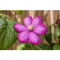 Kategorie <b>Produkt nicht gewünscht </b> - Clematis Hybride 'Ville de Lyon'