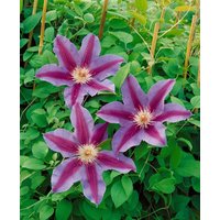 Kategorie <b>Produkt nicht gewünscht </b> - Clematis Hybride 'Tudor'
