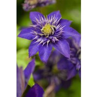 Kategorie <b>Produkt nicht gewünscht </b> - Clematis Hybride 'The President'
