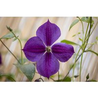 Kategorie <b>Produkt nicht gewünscht </b> - Clematis Hybride 'Star of India'