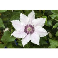 Kategorie <b>Produkt nicht gewünscht </b> - Clematis Hybride 'Snow Queen'