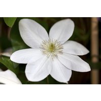 Kategorie <b>Produkt nicht gewünscht </b> - Clematis Hybride 'Shirayukihime'