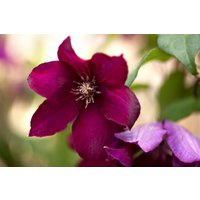 Kategorie <b>Produkt nicht gewünscht </b> - Clematis Hybride 'Rouge Cardinal'