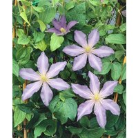 Kategorie <b>Produkt nicht gewünscht </b> - Clematis Hybride 'Proteus'