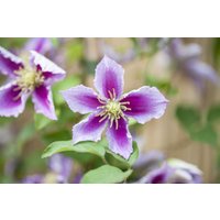 Kategorie <b>Produkt nicht gewünscht </b> - Clematis Hybride 'Piilu'