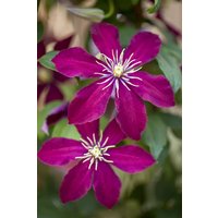 Kategorie <b>Kletterpflanzen </b> - Clematis Hybride 'Niobe'