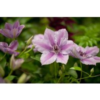 Kategorie <b>Produkt nicht gewünscht </b> - Clematis Hybride 'Nelly Moser'