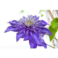Kategorie <b>Kletterpflanzen </b> - Clematis Hybride 'Multi Blue'