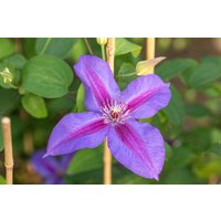 Kategorie <b>Kletterpflanzen </b> - Clematis Hybride 'Mrs.N.Thompson'