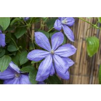 Kategorie <b>Kletterpflanzen </b> - Clematis Hybride 'Mrs.Cholmondeley'