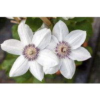 Kategorie <b>Kletterpflanzen </b> - Clematis Hybride 'Miss Bateman'