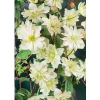 Kategorie <b>Kletterpflanzen </b> - Clematis Hybride 'Margaret Hunt'