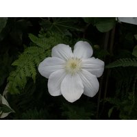 Kategorie <b>Produkt nicht gewünscht </b> - Clematis Hybride 'Madame Le Coultre'