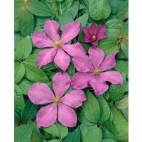 Kategorie <b>Produkt nicht gewünscht </b> - Clematis Hybride 'Madame Baron Veillard'