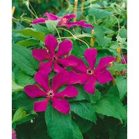 Kategorie <b>Kletterpflanzen </b> - Clematis Hybride 'Kardinal Wyszynski'