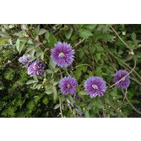 Kategorie <b>Kletterpflanzen </b> - Clematis Hybride 'Josephine'