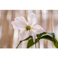 Kategorie <b>Kletterpflanzen </b> - Clematis Hybride 'John Paul II'