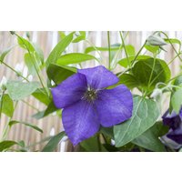 Kategorie <b>Produkt nicht gewünscht </b> - Clematis Hybride 'Jackmanii'