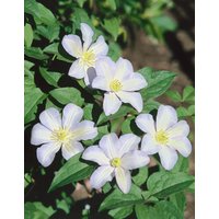 Kategorie <b>Kletterpflanzen </b> - Clematis Hybride 'Ice Blue'