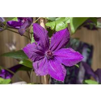 Kategorie <b>Produkt nicht gewünscht </b> - Clematis Hybride 'Honora'