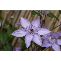 Kategorie <b>Produkt nicht gewünscht </b> - Clematis Hybride 'Hagley Hybrid'