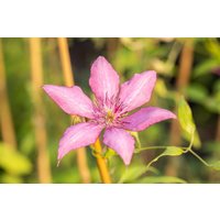 Kategorie <b>Produkt nicht gewünscht </b> - Clematis Hybride 'Giselle'