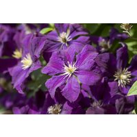 Kategorie <b>Kletterpflanzen </b> - Clematis Hybride 'Gipsy Queen'