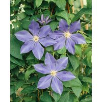 Kletterpflanzen - Clematis Hybride 'Fujimsume'