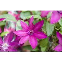 Kategorie <b>Produkt nicht gewünscht </b> - Clematis Hybride 'Ernest Markham'
